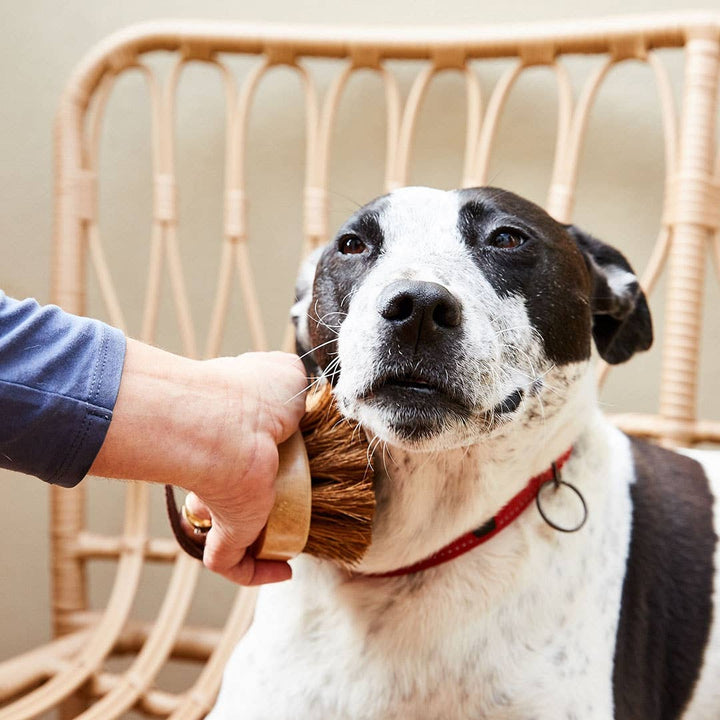 Dog/Pet Grooming Brush - 100% natural